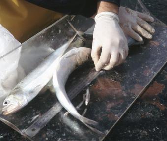 Los Servicios de Inspección Pesquera decomisaron 35.185 kilos de inmaduros en 2010