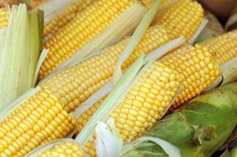 Los Veintisiete no logran un acuerdo sobre el cultivo de OGM en la UE