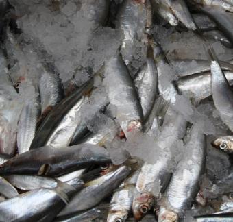 Mayoristas de pescado piden una "apuesta decidida" por los mercados centrales
