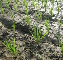 Medio Ambiente autoriza en la provincia de Sevilla el riego extraordinario de 3.883 hectáreas de cultivos de arroz