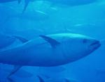 Oceana vuelve a exigir el cierre "inmediato" de la pesquería industrial del atún rojo
