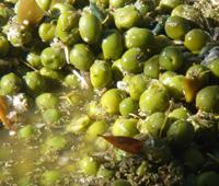 'Oleum 09' mostrará las excelencias del aceite de oliva y la aceituna de mesa en el patio de la Diputación de Sevilla
