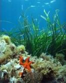 Presentados dos estudios para proteger la Posidonia oceanica