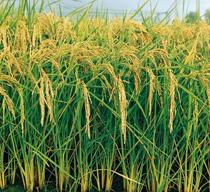 La producción mundial de arroz subirá hasta los 710 millones de toneladas según la FAO