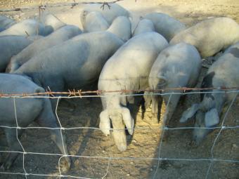 Los productores de porcino estiman que un 30% de las granjas están adaptadas a la norma de bienestar
