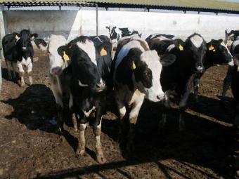 Productores de vacuno creen que la identificación electrónica del ganado es innecesaria