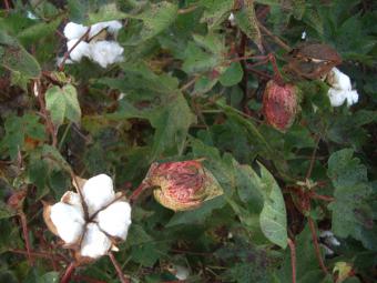 Productores prevén una gran cosecha de algodón, que podría superar las 200.000 toneladas