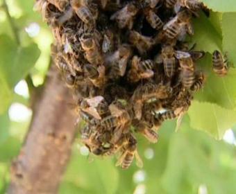 Regulada en Doñana la actividad del sector apícola y sus más de 6.500 colmenas