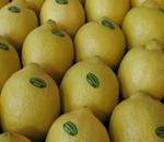 Se prevé un descenso del 20,5 por ciento en la producción andaluza de limones