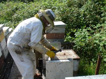 Un curso de iniciación a la apicultura busca asegurar el relevo generacional