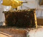 Un taller de empleo financiado por la Junta en Málaga permite reconvertir a desempleados en apicultores