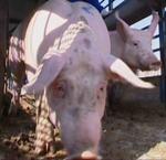Un total de 77 granjas optarán a los premios "Porc d'Or" 2011