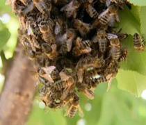 Una colmena digital analiza con abejas el efecto ambiental de las ciudades