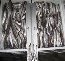 Una inspección del MARM, la Junta de Andalucía y el SEPRONA decomisa 480 kilos de merluza de talla antirreglamentaria en Sanluc