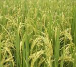UPA reclama al Ministerio que reconsidere el período de referencia del arroz